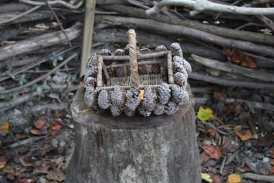 Bear Grylls Survival Bracelet