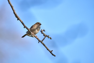 Машина за изстрелване на панички Champion Skybird Tripod Manual Feed