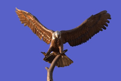 Машина за изстрелване на панички Champion Skybird Tripod Manual Feed